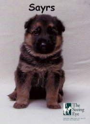 Sayrs Seeing Eye puppy